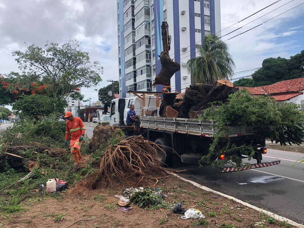 Restos de árvore que caiu sobre motociclista na noite de sexta-feira (7) são tirados da avenida Hermes da Fonseca em Natal — Foto: Vinícius Marinho/Inter TV Cabugi
