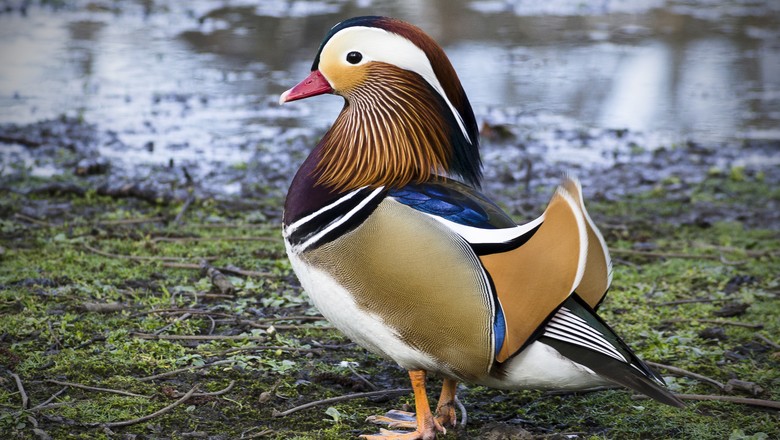 pato mais bonito do mundo mandarim  (Foto: Getty Images)