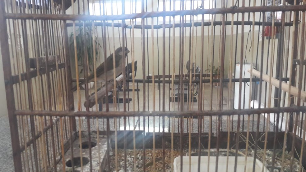 Pássaros silvestres foram encontrados na casa do suspeito em Tietê — Foto: Polícia Militar/Divulgação