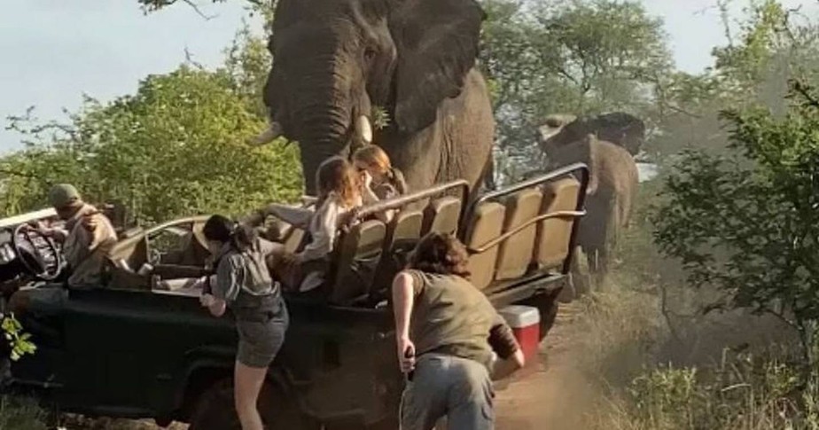 Elefante ataca grupo de jovens guinas em safári na África do Sul