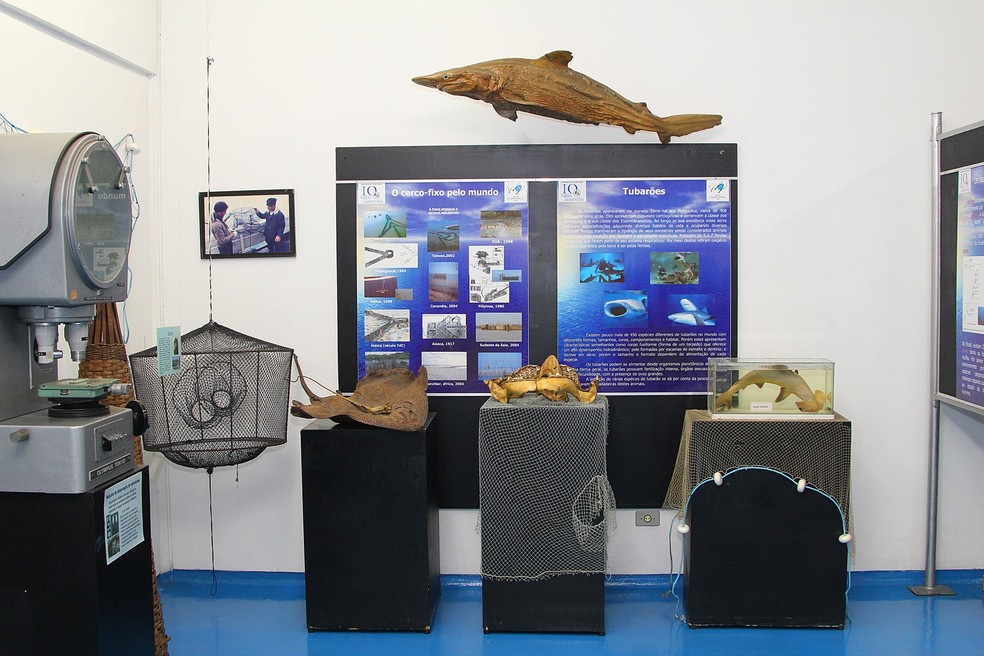 Exposição no Museu Oceanográfico da Universidade de São Paulo (USP), na Zona Oeste da capital — Foto: Marcos Santos/USP imagens