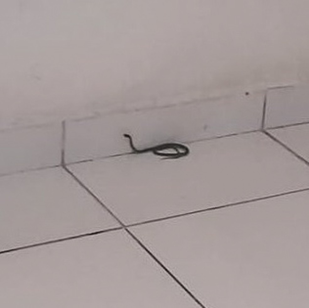 Cobra encontrada durante fiscalização na Casa Lar Kayki Tavares Rosa, em Boca da Mata, Alagoas — Foto: MP-AL