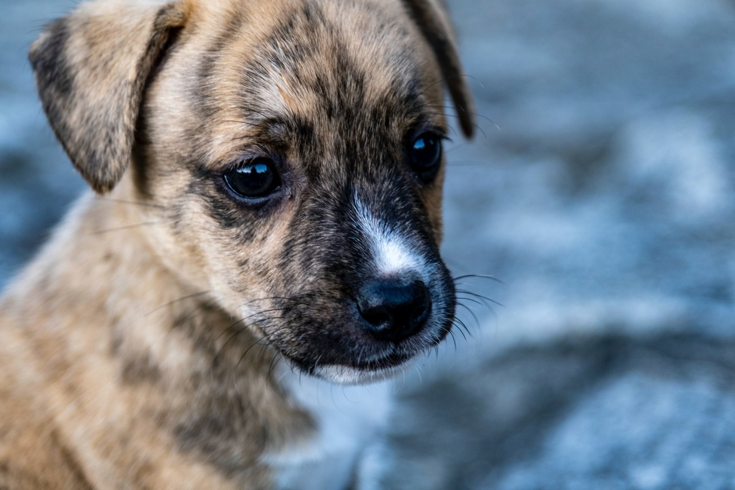 Cães que sofreram maus-tratos ou abandono podem estar mais suscetíveis à depressão (Foto: Unsplash/ Michael Kucharski/ CreativeCommons)