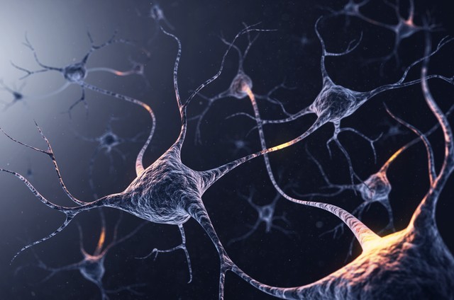 Neurônios usam o hormônio ocitocina para regular os ...