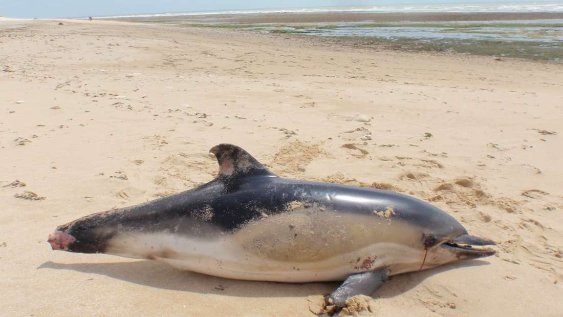 Pescadores cortam partes dos corpos dos golfinhos que ficam presos nas redes de pesca para que as redes fiquem intactas e possam ser usadas novamente (Foto: Observatório Pelagis / Université de La Rochelle)