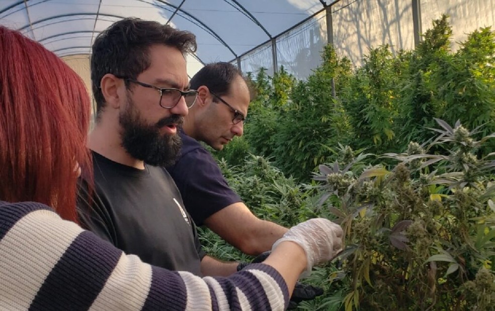 Pacientes recorrem à cannabis medicinal para enfrentar diferentes tratamentos no interior de SP — Foto: Abracamed/Divulgação