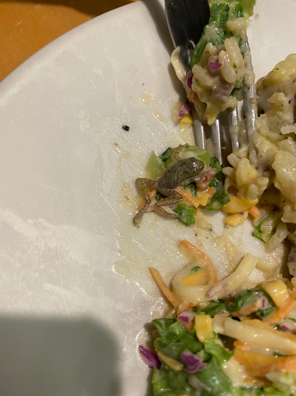Cliente encontra rã em salada de restaurante em Natal e cena viraliza na internet.  — Foto: Cedida