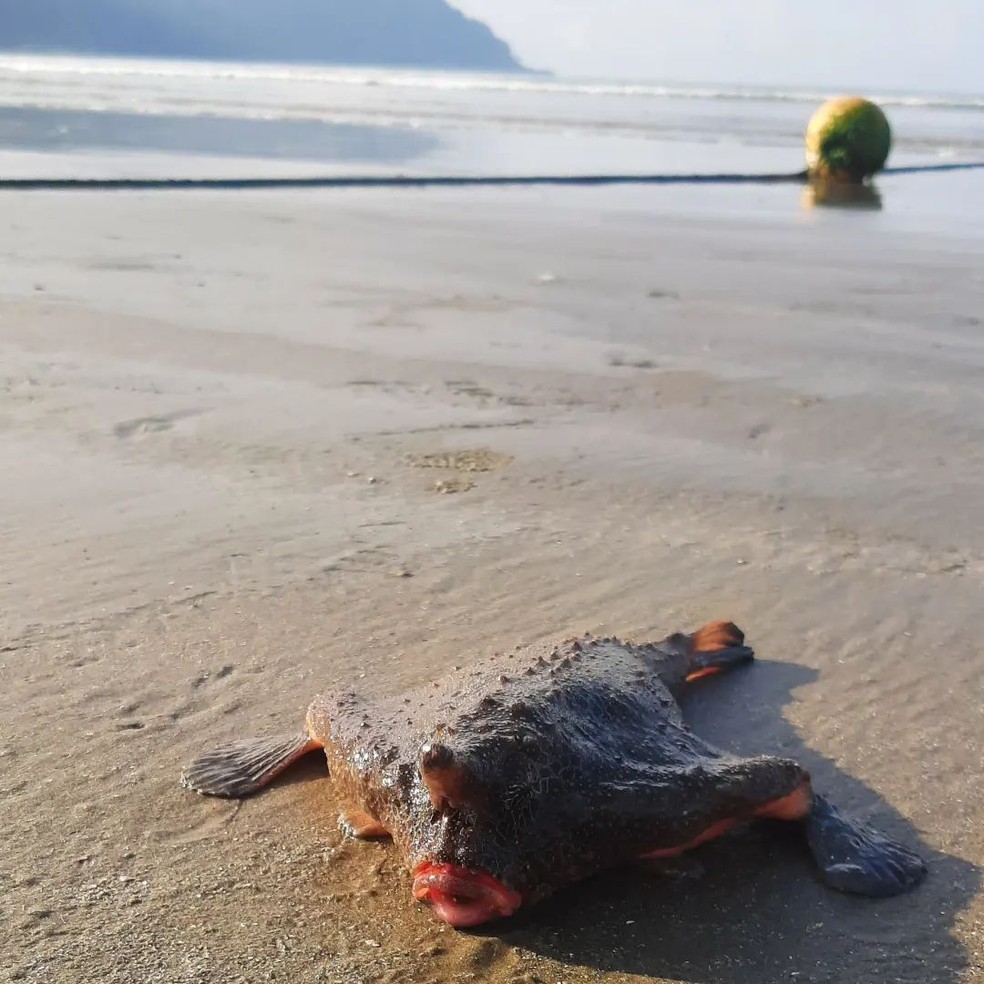 Peixe foi encontrado próximo à água em Praia Grande, SP — Foto: Divulgação/Remo Forte