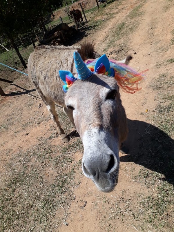 Jumento Resgatado De Abate Vira Unicornio Em Santuario No Interior De Sp Sorocaba E Jundiai G1