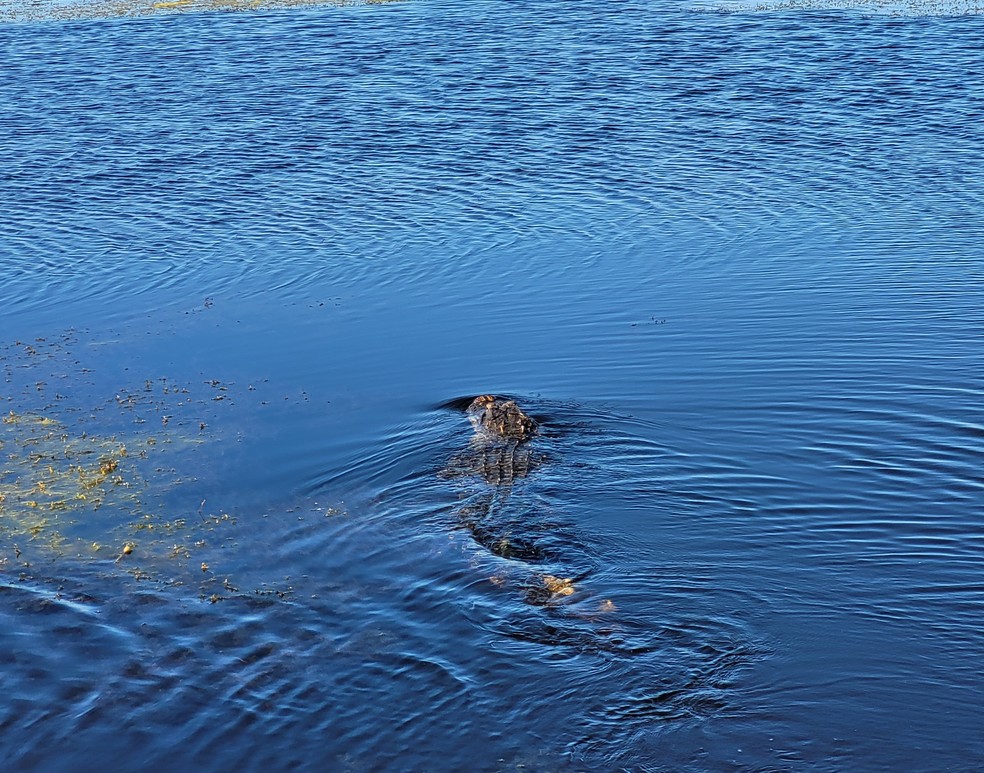 Durante o passeio pelos pântanos, é possível avistar diversos animais, como os famosos aligátores  — Foto: Eduardo Maia