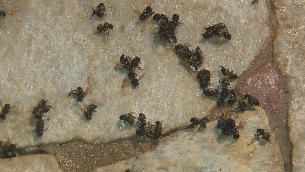 Drástica modificação dos espaços provoca morte de abelhas e consequente redução no número da espécie — Foto: TV Globo/Reprodução