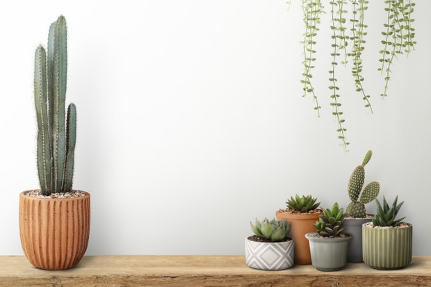Small cacti with a white wall background (Foto: rawpixel.com / bass)
