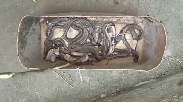 Foram encontradas cerca de 40 serpentes na propriedade (Foto: Reprodução/ Metro UK)