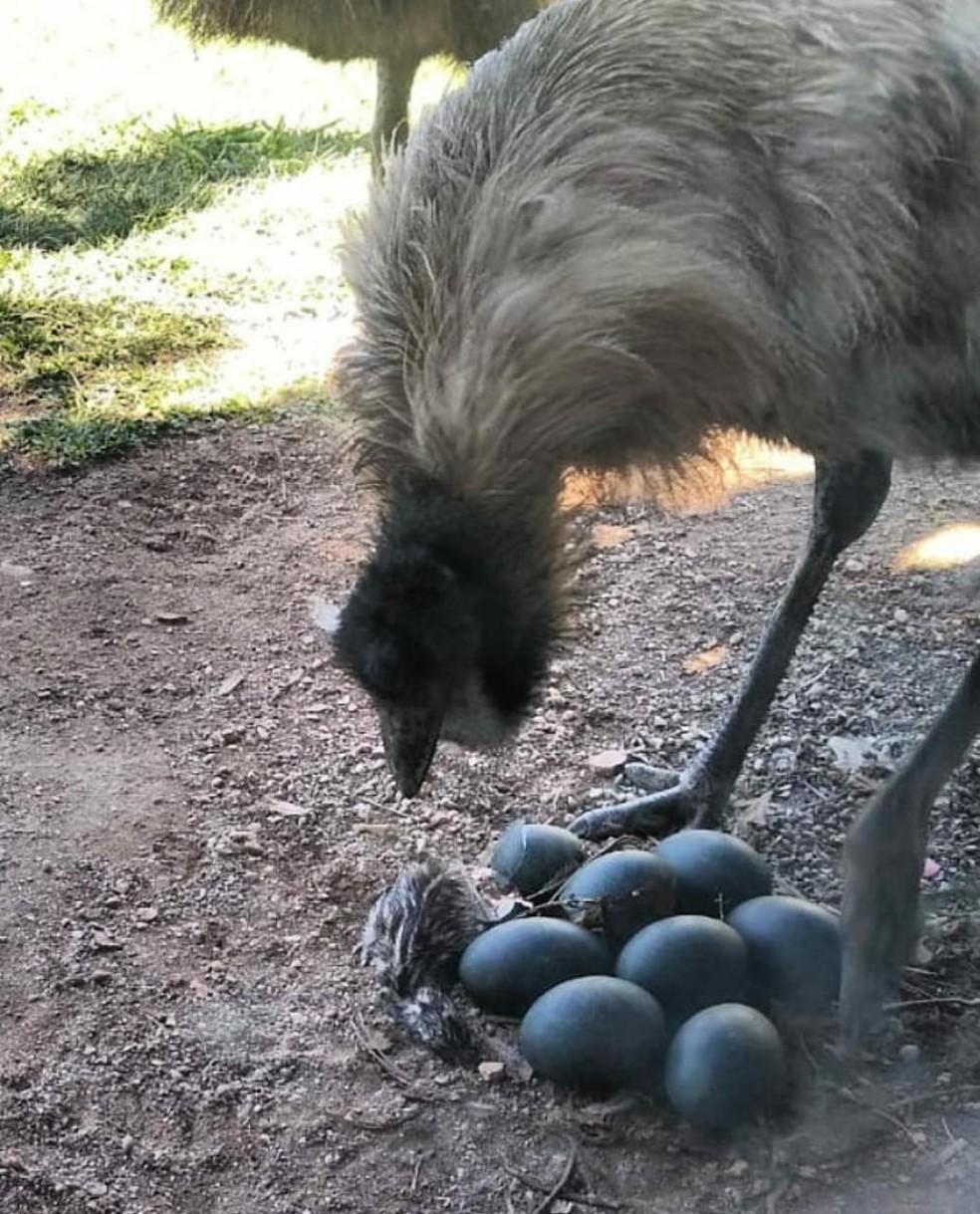 Emu botou nove ovos em Balneário Camboriú — Foto: Zoológico de Balneário Camboriú/Divulgação