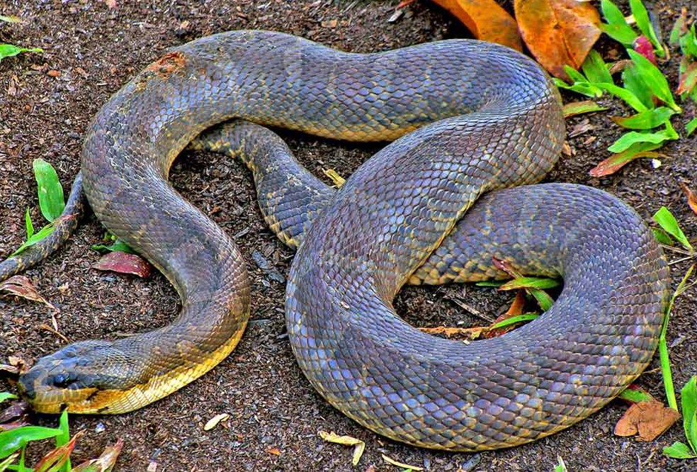 Cobra d'água de cara inchada — Foto: Wikimedia Commons