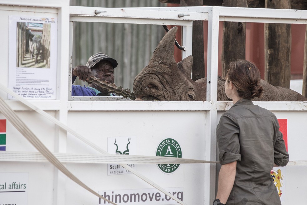 Os rinocerontes-negros selvagens, quatro fêmeas e dois machos, saíram do aeroporto de Port Elizabeth, na costa sul-africana, para uma viagem de 4.800 quilômetros até o Parque Nacional de Zakouma, no Chade. (Foto: Gianluigi Guercia/AFP)