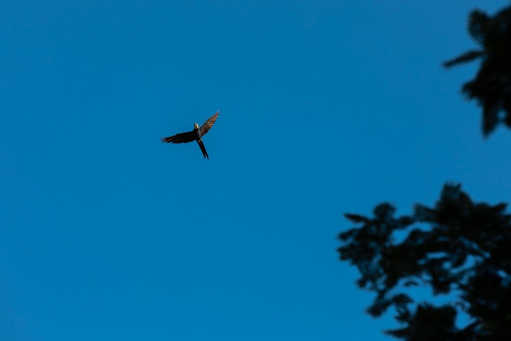 Uma arara-azul-de-lear sobrevoa a região de cânions da Baixa do Chico, no norte da Bahia — Foto: Marcelo Brandt/G1