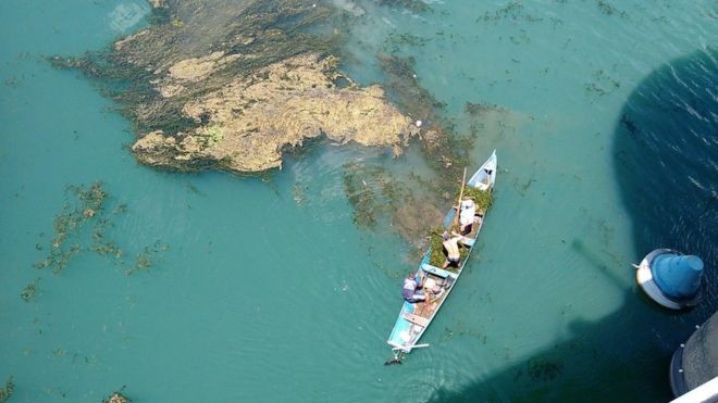 A proliferação de plantas aquáticas tem prejudicado o rio São Francisco, no Nordeste (Foto: COMPANHIA DE SANEAMENTO DE ALAGOAS, via BBC News Brasil)