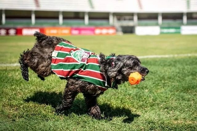 A cachorra Pretinha no Estádio Manoel Schwartz (Laranjeiras), estádio do Fluminense  (Foto: Instagram/ @pretinhadogtricolor/ Reprodução)