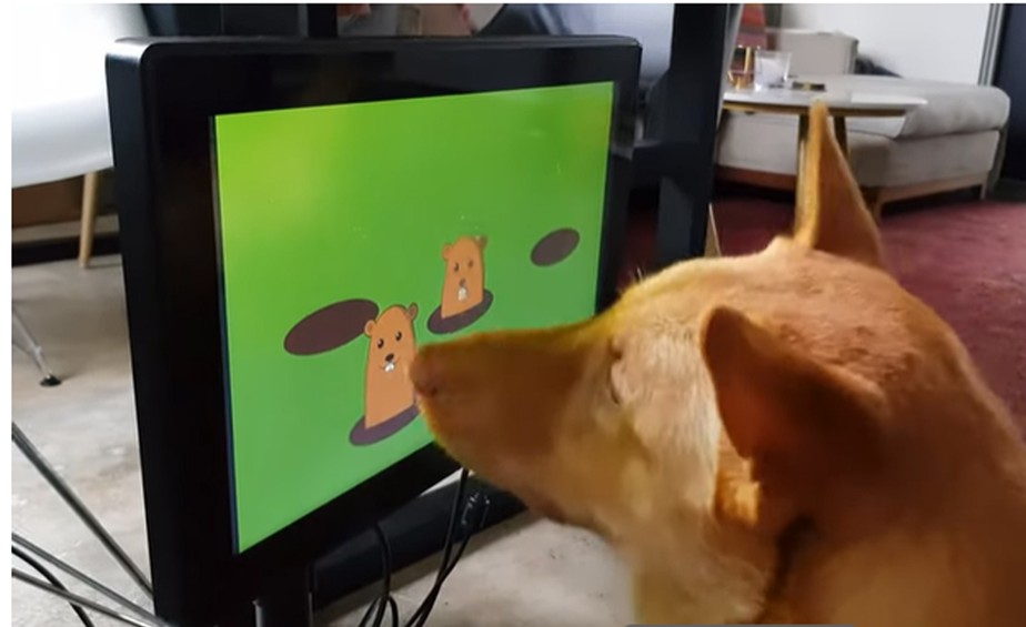 No vídeo divulgado pela empresa, é possível ver alguns cachorros brincando com o jogo