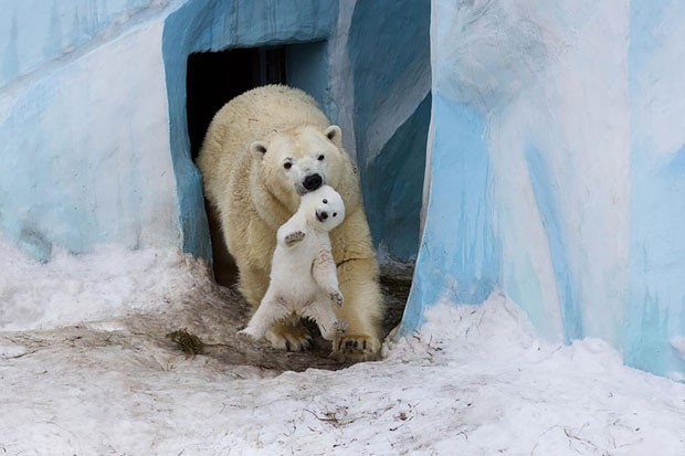 Filhotes de urso e suas mães (Foto: Anton Belovodchenko / Divulgaç)