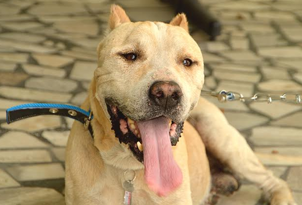Cachorro sofria maus tratos, segundo denúncia da OAB em Feira de Santana (Foto: Ed Santos/ Acorda Cidade)