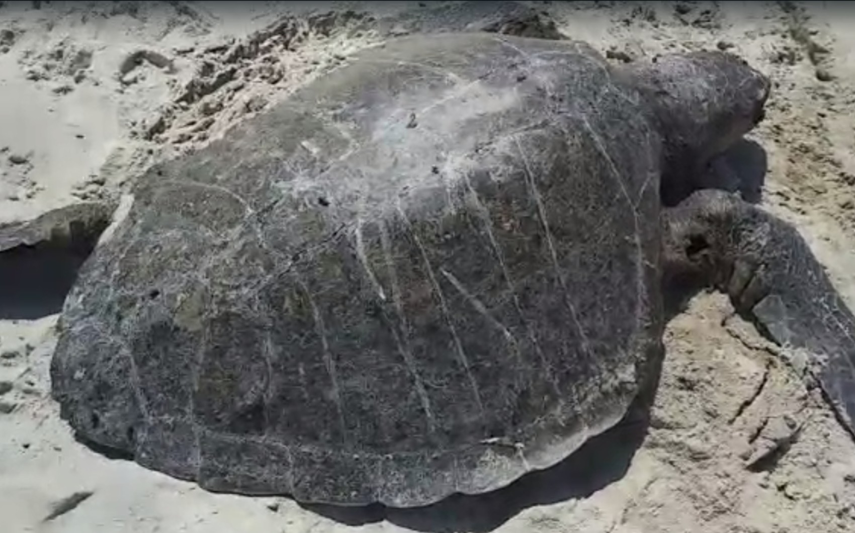 Número de tartarugas marinhas mortas em praias no sul da BA tem aumento de 30%, diz entidade que monitora vida marinha