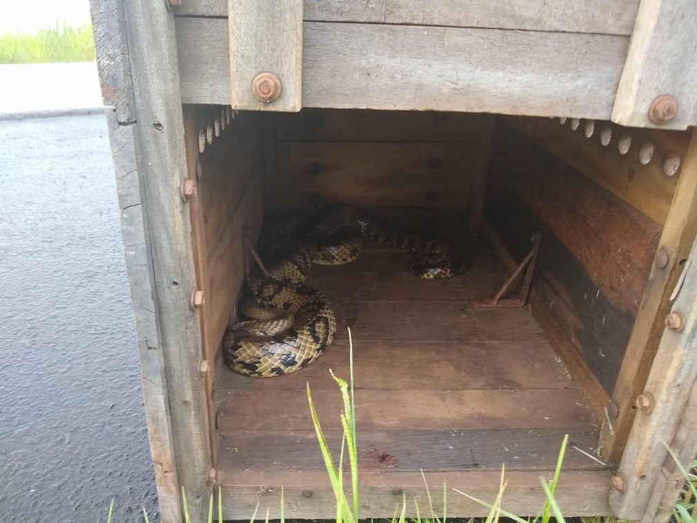 Jararaca foi encontrada em outra residência da cidade e capturada pela polícia ambiental  — Foto: Divulgação/Polícia Ambiental 