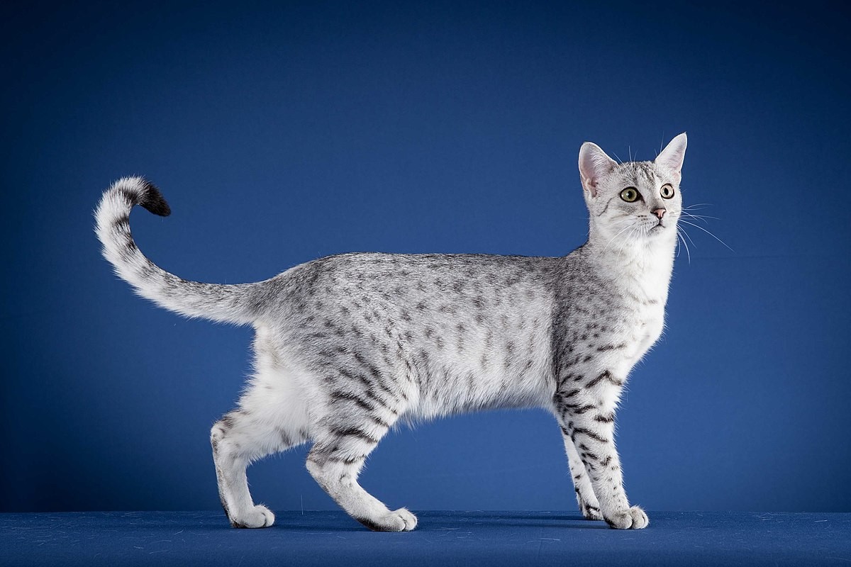 Esse gato apresenta semelhança com os gatos pintados que são encontrados nas pinturas das tumbas dos faraós.  (Foto: Wikimedia Commons/Achet Aton/CreativeCommons)