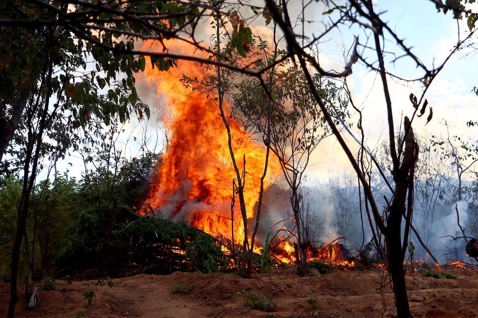 Polícia Federal destruiu mais de 550 mil pés de maconha no Sertão de Pernambuco — Foto: Polícia Federal 
