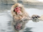 Para fugir do frio, macacos 'correm' para fonte de água térmica no Japão