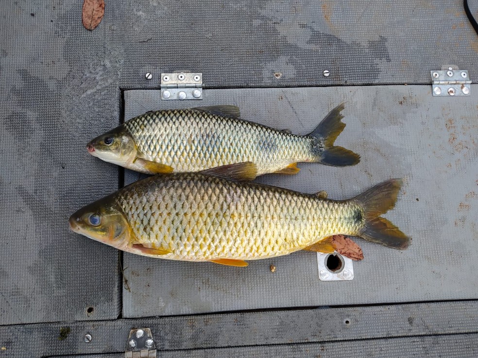 Peixes capturados durante a piracema foram devolvidos ao Rio Paraná, em Paulicéia — Foto: Polícia Militar Ambiental