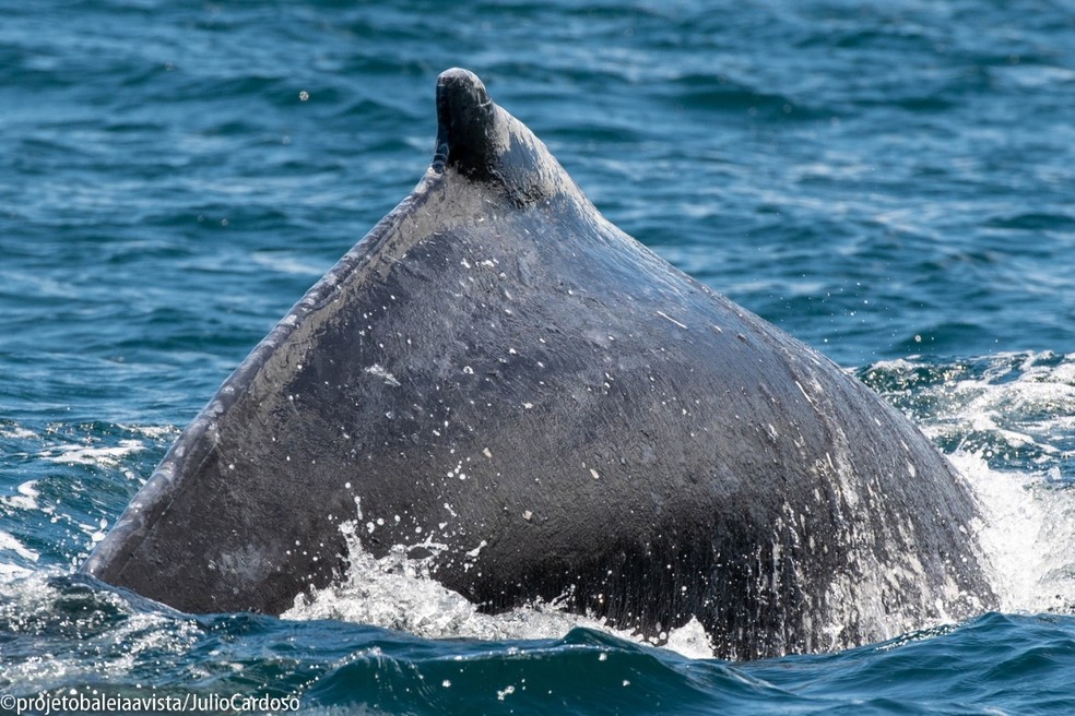Registro do momento em que a baleia se prepara para mergulhar — Foto: Júlio Cardoso/Projeto Baleia a Vista