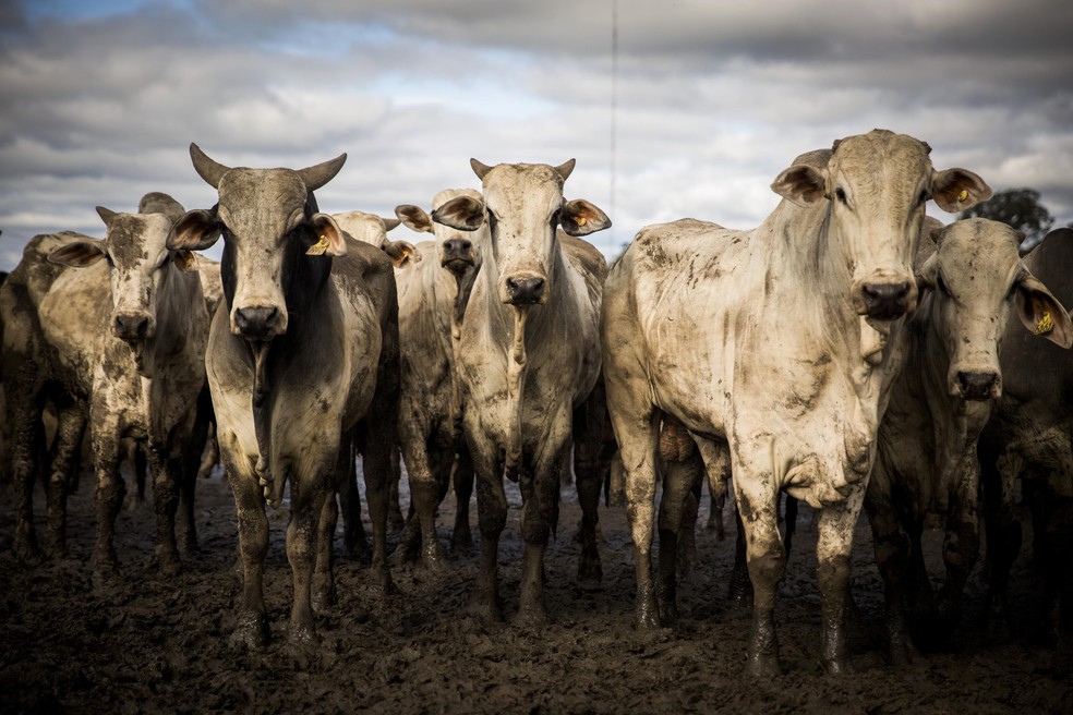 Brazil already sells products such as meat to the UK, but wishes to extend range  — Foto: Anna Carolina Negri/Valor