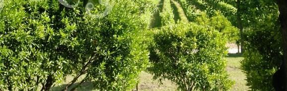Vinhos Verdes: região tem muitos tons de verde