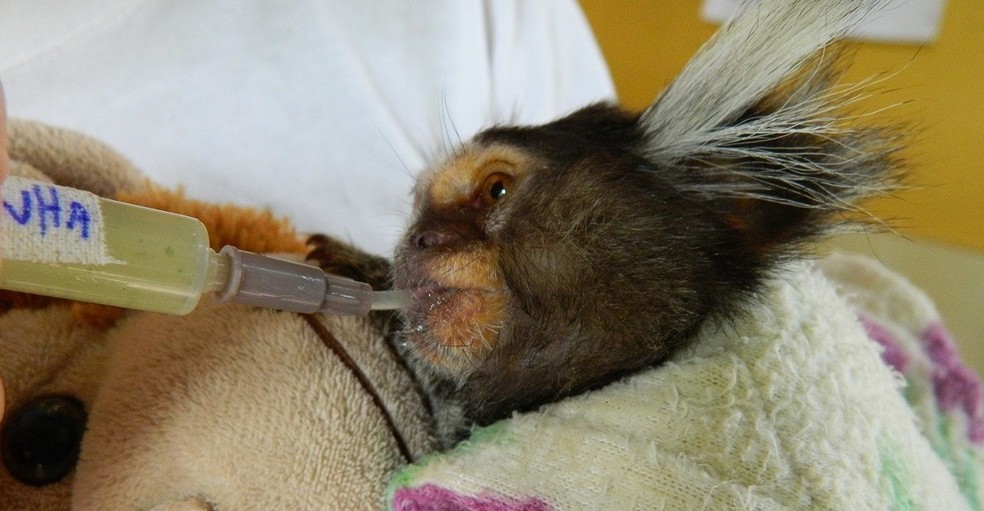Sagui enfermo toma suco de abacaxi gelado na seringa no Projeto Mucky em Itu — Foto: Divulgação/Projeto Mucky