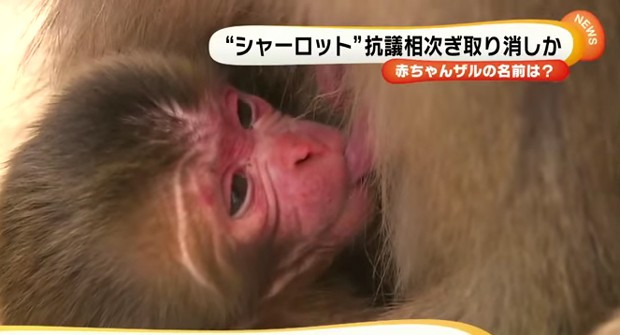 Zoo confirmou nascimento do primeiro filhote de 2015 (Foto: Reprodução/YouTube)