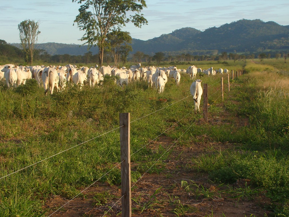 Cerca elétrica emite baixa voltagem, mas é suficiente para que a onça-pintada perceba e evite chegar perto do rebanho de bezerros — Foto: Arquivo pessoal/Rafael Hoogesteijn