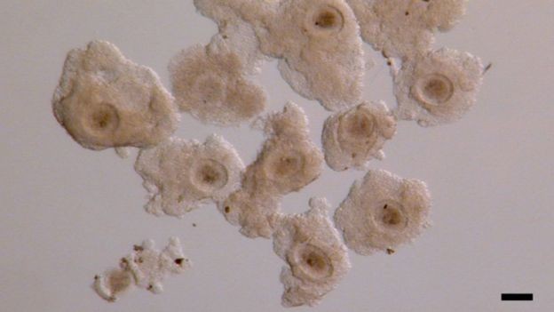  Os pesquisadores extraíram óvulos microscópicos, usando uma agulha guiada por ultrassom (Foto: Nature Communications via BBC)
