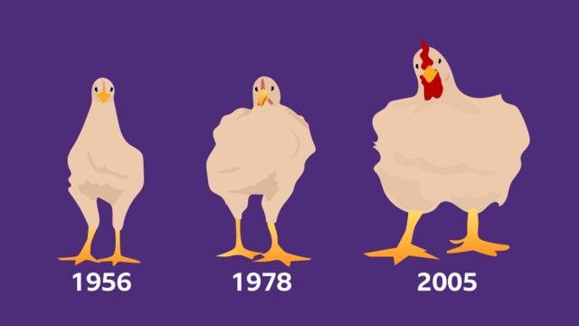 A seleção genética fez com que os frangos que consumimos atualmente crescessem 400%, de acordo com um estudo da Universidade de Alberta, no Canadá (Foto: CECILIA TOMBESI\BBC NEWS MUNDO)
