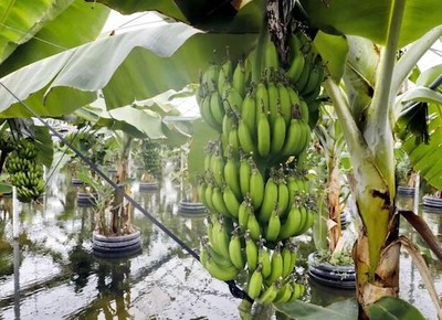 banana-china-estufa-agua (Foto: Reprodução/Freshplaza)