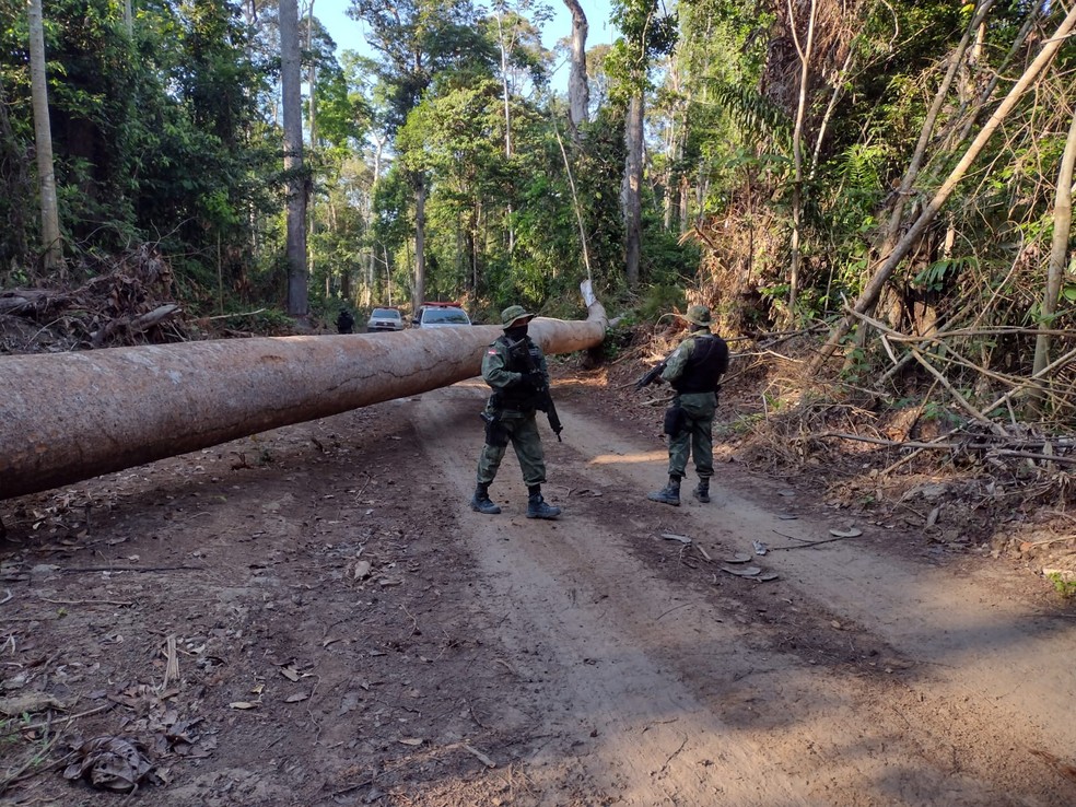 Policiamento ambiental encontrou árvore atravessada em ramal de acesso á serraria clandestina — Foto: CIPAMB/Divulgação