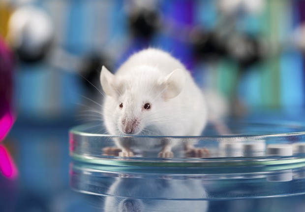 ratos; testes; laboratório (Foto: Thinkstock)