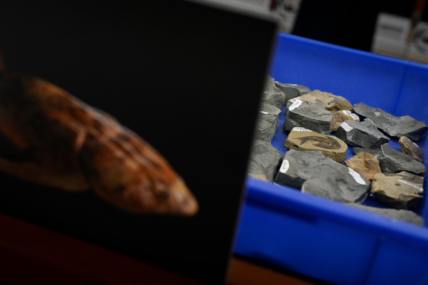 Pesquisadores apresentam fósseis de peixes encontrados na China — Foto: Wang Zhao / AFP
