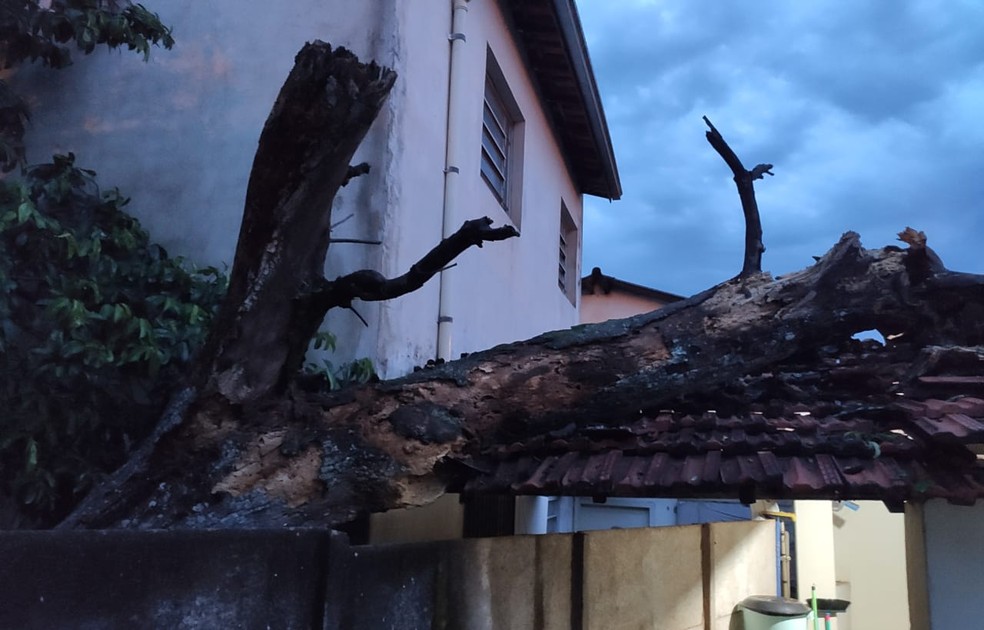 Árvore caiu e atingiu telhado de casa em Ibitinga  — Foto: Corpo de Bombeiros / Divulgação 