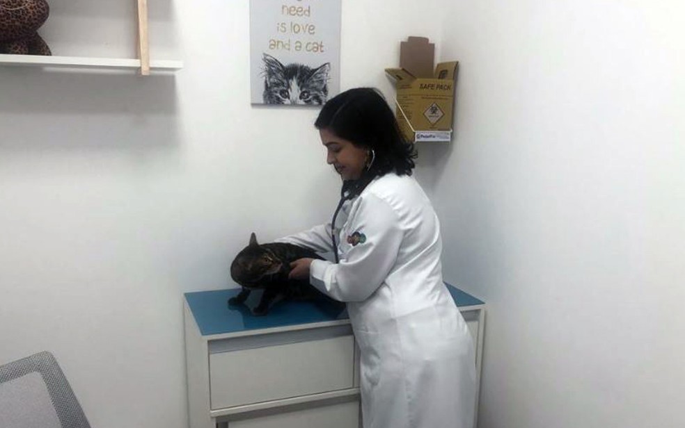 Médica veterinária Stephanie Botelho é especialista em felinos, em Belo Horizonte — Foto: Fernando Zuba/TV Globo