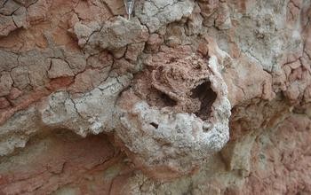 Ninho foi encontrado na Tanzânia, na África. (Foto: H. Hilbert-Worf/James Cook University)