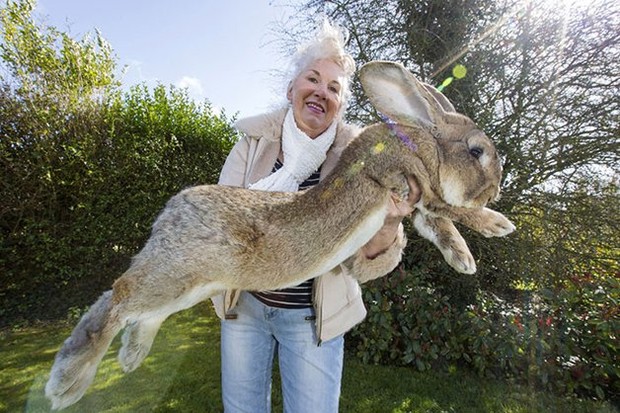 Maior coelho do mundo é roubado e dona oferece R$ 7,7 mil de recompensa (Foto: Reprodução/Twitter)