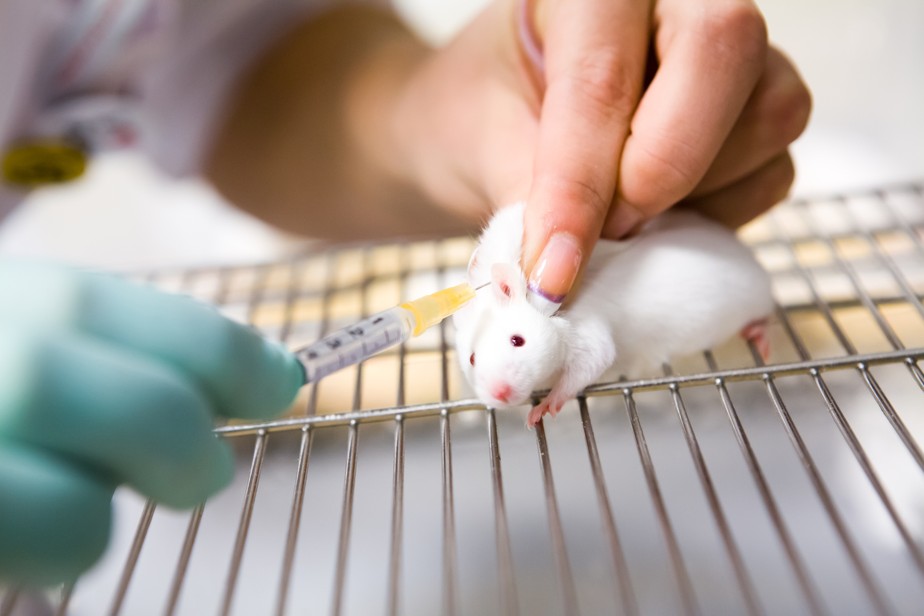 Pesquisador injeta substância em rato durante teste em laboratório