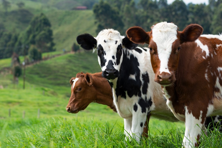 Caso de vaca louca foi identificado no Pará